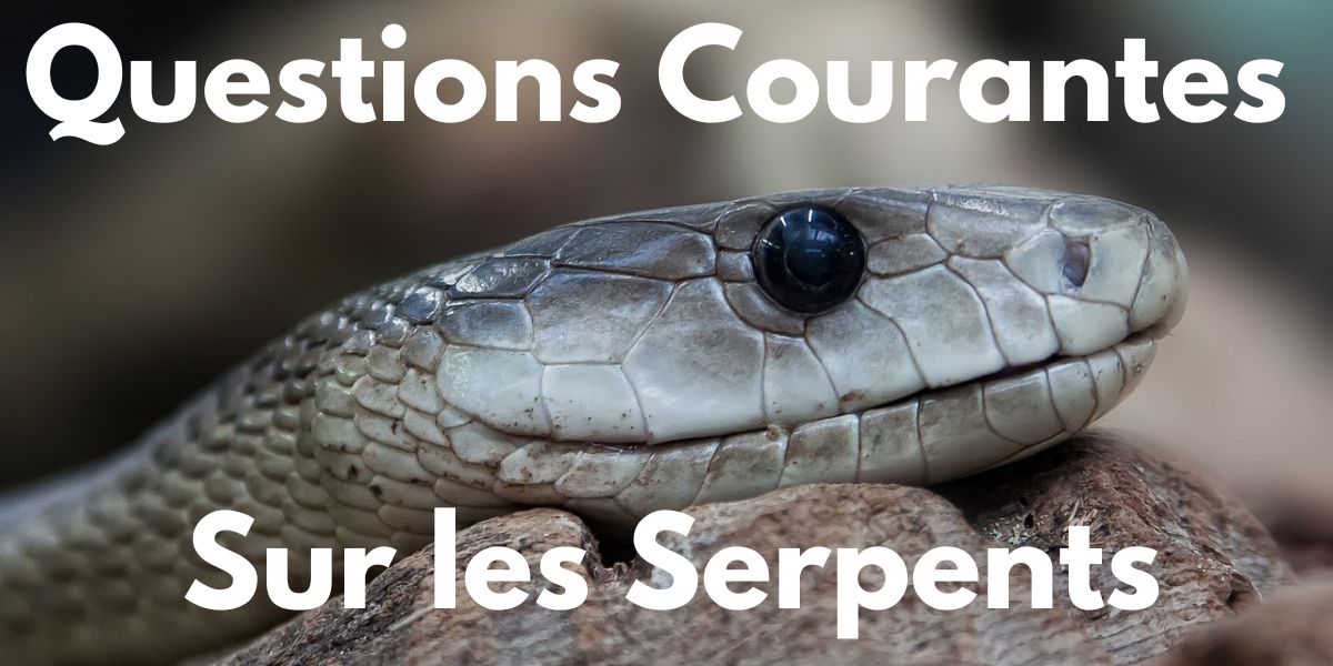 Questions Courantes sur les Serpents