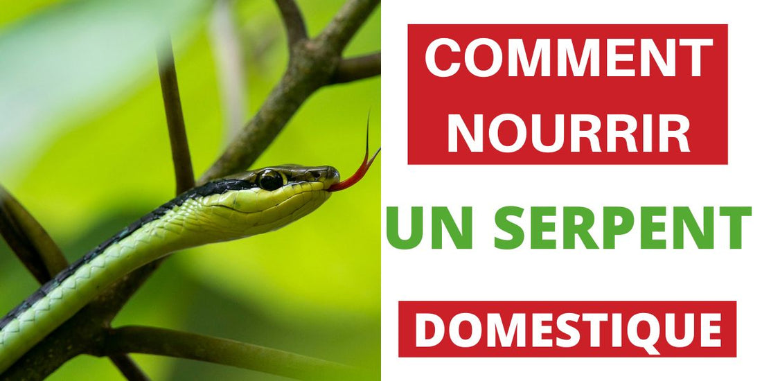 Comment nourrir un Serpent Domestique