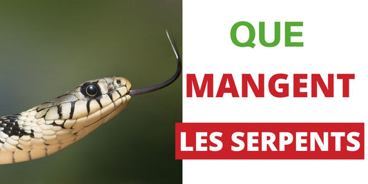 Que Mangent les Serpents