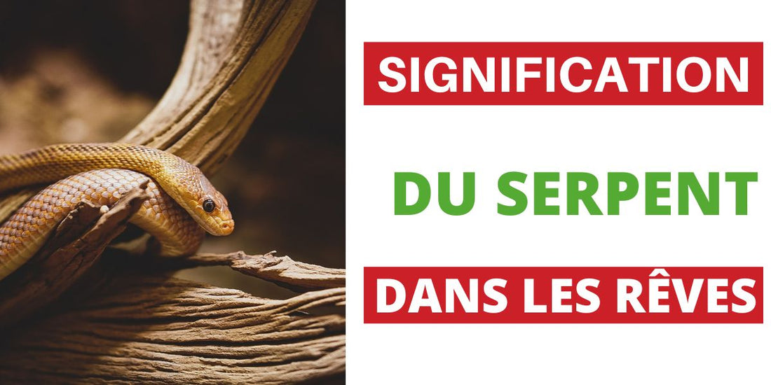 Que représente la Signification du Serpent dans les Rêves