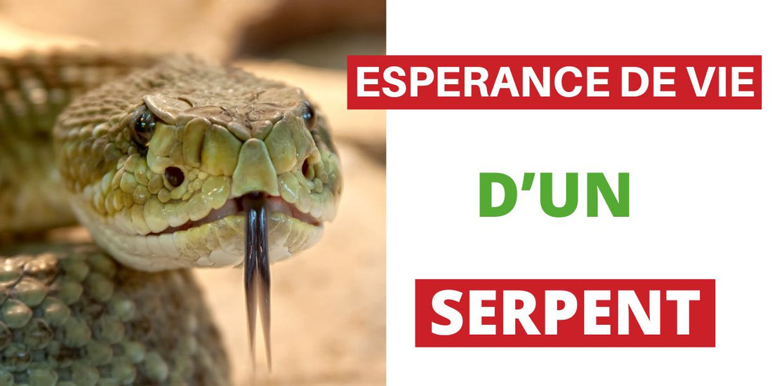 Quel est l’Espérance de Vie d’un Serpent ?