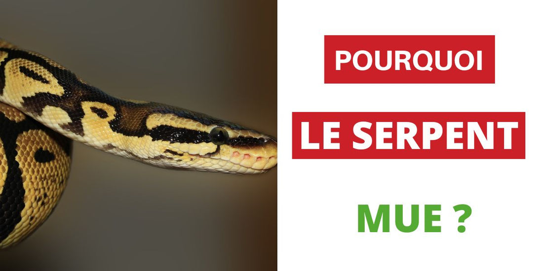 Pourquoi le Serpent Mue