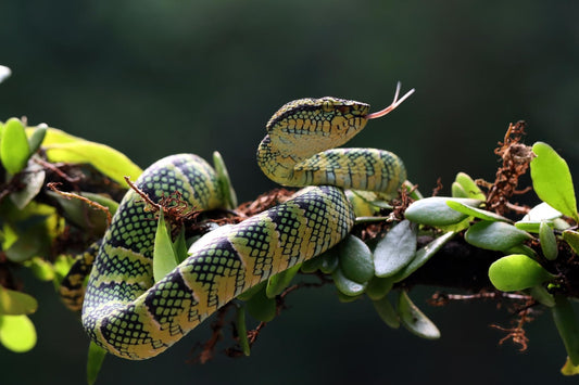 pouvoirs du serpent