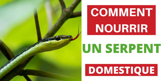 Comment nourrir un Serpent Domestique 