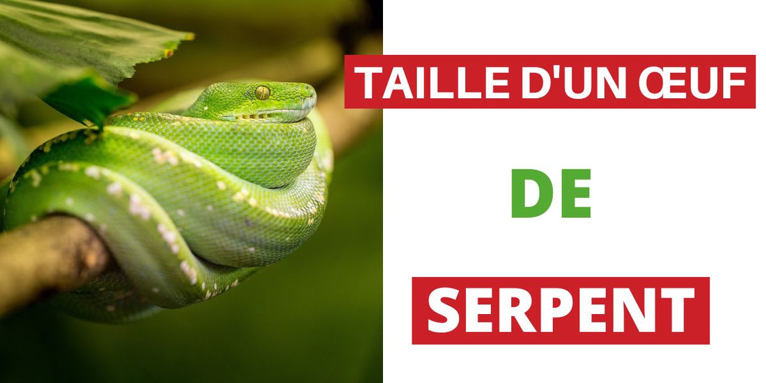Quelle est la Taille d’un Œuf de Serpent