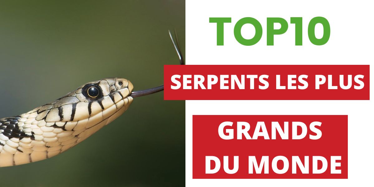 Le Plus Gros Serpent Du Monde